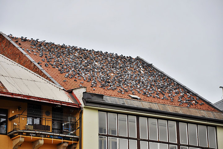 A2B Pest Control are able to install spikes to deter birds from roofs in Highgate. 