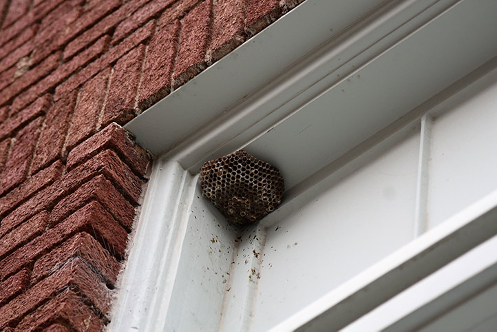 We provide a wasp nest removal service for domestic and commercial properties in Highgate.